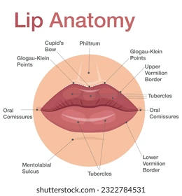 anatomie rtů